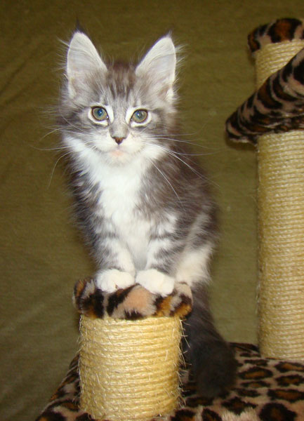     Catsvill County!   !    !       !!!    Catsvill County +7-926-544-74-09     .   ,   ,   ,    ,   ,  ,     ,   -,    ,   !
